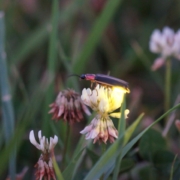 firefly